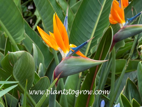 The Bird of Paradise (Strelitzia reginae)